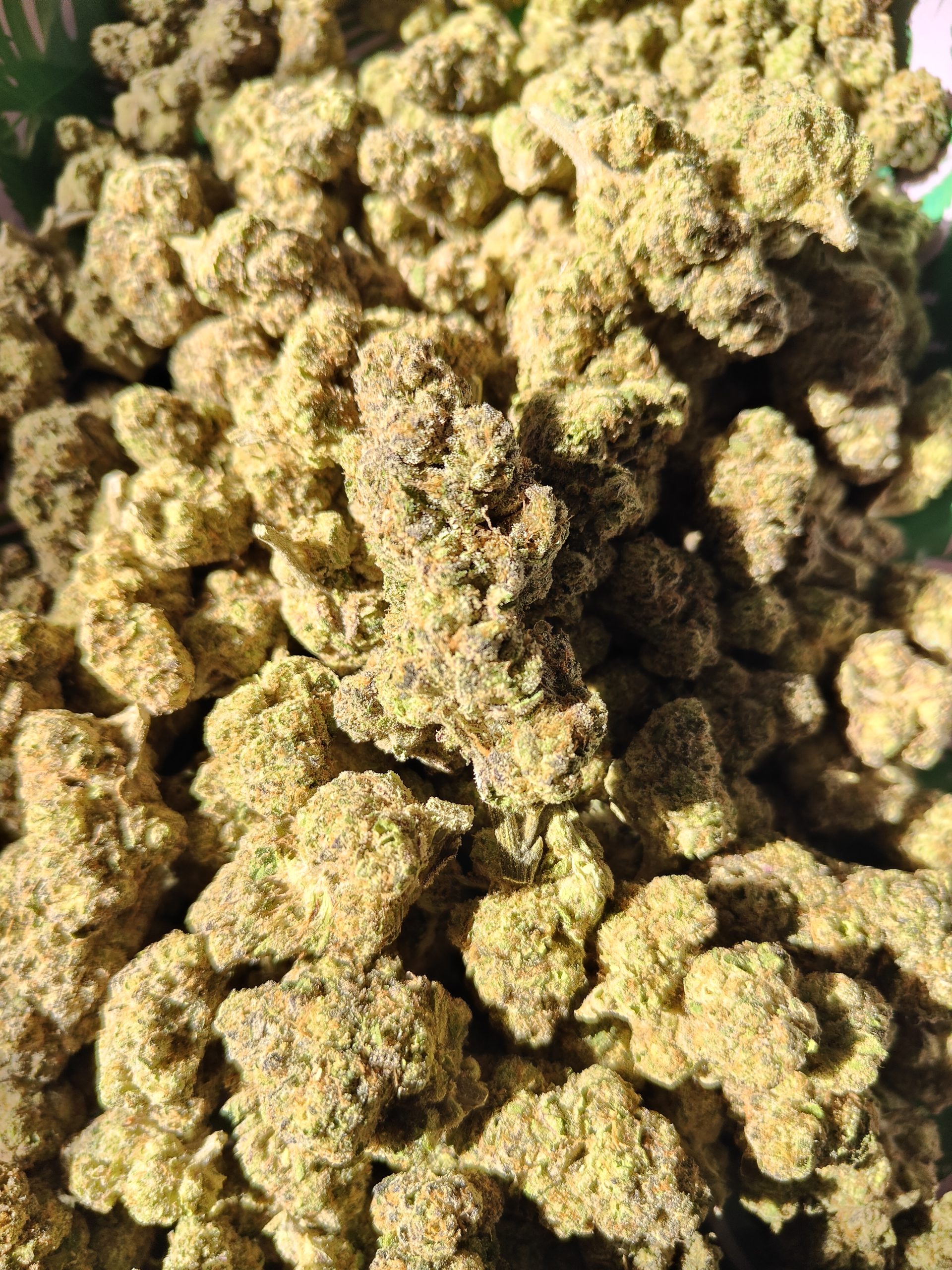 Exotic THCa Flower Cali Kush INDICA 1 844 BUY THCA